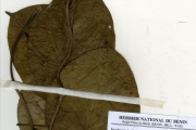 <strong>Menispermaceae - Rhigiocarya - Rhigiocarya racemifera Miers</strong><br />© hnb
