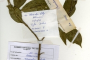 <strong>Rubiaceae - Chassalia - Chassalia kolly (Schumach.) Hepper</strong><br />© hnb