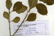 <strong>Rubiaceae - Chassalia - Chassalia kolly (Schumach.) Hepper</strong><br />© hnb