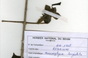 <strong>Rubiaceae - Macrosphyra - Macrosphyra longistyla (DC.) Hiern</strong><br />© hnb