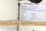 <strong>Rubiaceae - Macrosphyra - Macrosphyra longistyla (DC.) Hiern</strong><br />© hnb