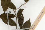 <strong>Verbenaceae - Clerodendrum - Clerodendrum volubile P.Beauv.</strong><br />© hnb