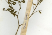 <strong>Leguminosae-Papilionoideae - Tephrosia - Tephrosia purpurea (L.) Pers. subsp. leptostachya (DC.) Brummitt var. leptostachya</strong><br />© hnb
