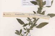 <strong>Amaranthaceae - Amaranthus - Amaranthus spinosus L.</strong><br />© hnb