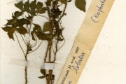 <strong>Euphorbiaceae - Croton - Croton lobatus L.</strong><br />© hnb