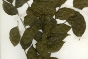 <strong>Pandaceae - Microdesmis - Microdesmis keayana J.Léonard</strong><br />© hnb