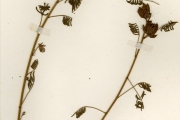 <strong>Leguminosae-Mimosoideae - Mimosa - Mimosa invisa Mart. ex Colla</strong><br />© hnb