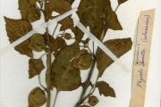 <strong>Solanaceae - Physalis - Physalis pubescens L.</strong><br />© hnb
