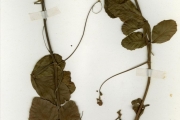 <strong>Sapindaceae - Paullinia - Paullinia pinnata L.</strong><br />© hnb