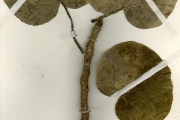 <strong>Moraceae - Ficus - Ficus abutilifolia (Miq.) Miq.</strong><br />© hnb