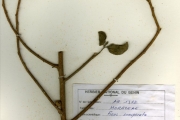 <strong>Moraceae - Ficus - Ficus exasperata Vahl</strong><br />© hnb