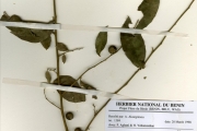 <strong>Olacaceae - Olax - Olax subscorpioidea Oliv.</strong><br />© hnb