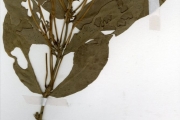 <strong>Rubiaceae - Oxyanthus - Oxyanthus racemosus (Schumach. & Thonn.) Keay</strong><br />© hnb