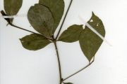 <strong>Rubiaceae - Rothmannia - Rothmannia longiflora Salisb.</strong><br />© hnb