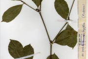 <strong>Rubiaceae - Rothmannia - Rothmannia longiflora Salisb.</strong><br />© hnb