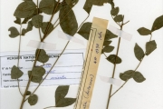 <strong>Rutaceae - Clausena - Clausena anisata (Willd.) Hook.f. ex Benth.</strong><br />© hnb