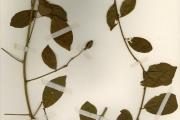 <strong>Capparidaceae - Capparis - Capparis erythrocarpos Isert</strong><br />© hnb