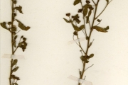<strong>Malvaceae - Sida - Sida rhombifolia L.</strong><br />© hnb
