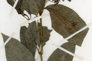 <strong>Rubiaceae - Psychotria - Psychotria calva Hiern</strong><br />© hnb