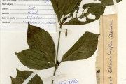 <strong>Rubiaceae - Rothmannia - Rothmannia longiflora Salisb.</strong><br />© hnb