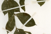 <strong>Rubiaceae - Rothmannia - Rothmannia longiflora Salisb.</strong><br />© hnb