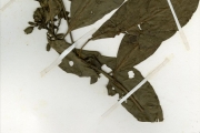 <strong>Rubiaceae - Dictyandra - Dictyandra arborescens Hook.f.</strong><br />© hnb