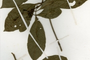 <strong>Rubiaceae - Dictyandra - Dictyandra arborescens Hook.f.</strong><br />© hnb