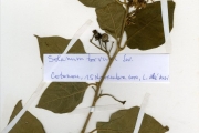 <strong>Solanaceae - Solanum - Solanum torvum Sw.</strong><br />© hnb
