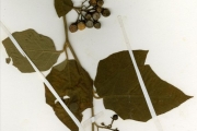 <strong>Solanaceae - Solanum - Solanum torvum Sw.</strong><br />© hnb