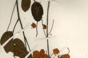 <strong>Leguminosae-Caesalpinioideae - Cassia - Cassia sieberiana DC.</strong><br />© hnb