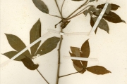 <strong>Euphorbiaceae - Manihot - Manihot glaziovii Müll.Arg.</strong><br />© hnb