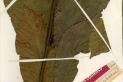 <strong>Sterculiaceae - Theobroma - Theobroma cacao L.</strong><br />© hnb