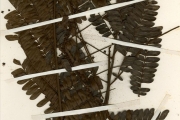<strong>Leguminosae-Mimosoideae - Pentaclethra - Pentaclethra macrophylla Benth.</strong><br />© hnb