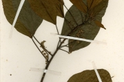 <strong>Euphorbiaceae - Macaranga - Macaranga heudelotii Baill.</strong><br />© hnb