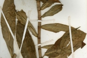<strong>Zingiberaceae - Costus - Costus afer Ker Gawl.</strong><br />© hnb
