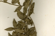 <strong>Putranjivaceae - Drypetes - Drypetes floribunda (Müll.Arg.) Hutch.</strong><br />© hnb