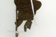 <strong>Rubiaceae - Mussaenda - Mussaenda isertiana DC.</strong><br />© hnb