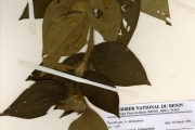 <strong>Melastomataceae - Tristemma - Tristemma hirtum P.Beauv.</strong><br />© hnb
