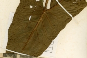 <strong>Araceae - Lasiomorpha - Lasiomorpha senegalensis Schott</strong><br />© hnb