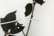 <strong>Rubiaceae - Psychotria - Psychotria articulata (Hiern) E.M.A.Petit</strong><br />© hnb
