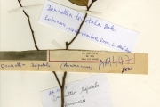 <strong>Annonaceae - Dennettia - Dennettia tripetala Baker f.</strong><br />© hnb