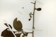 <strong>Myrsinaceae - Embelia - Embelia guineensis Baker</strong><br />© hnb