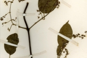 <strong>Malpighiaceae - Flabellaria - Flabellaria paniculata Cav.</strong><br />© hnb