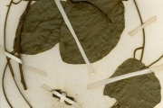 <strong>Icacinaceae - Stachyanthus - Stachyanthus occidentalis (Keay & J. Miège) Boutique</strong><br />© hnb