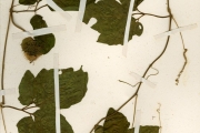 <strong>Cucurbitaceae - Momordica - Momordica cissoides Planch. ex Benth.</strong><br />© hnb