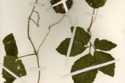 <strong>Cucurbitaceae - Momordica - Momordica cissoides Planch. ex Benth.</strong><br />© hnb