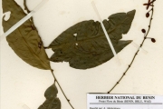 <strong>Ochnaceae - Campylospermum - Campylospermum glaberrimum (P.Beauv.) Farron</strong><br />© hnb