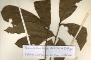 <strong>Sapindaceae - Placodiscus - Placodiscus boya Aubrév. & Pellegr.</strong><br />© hnb
