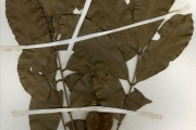 <strong>Sapindaceae - Placodiscus - Placodiscus boya Aubrév. & Pellegr.</strong><br />© hnb