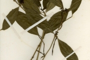 <strong>Rubiaceae - Rothmannia - Oxyanthus subpunctatus (Hiern) Keay</strong><br />© hnb